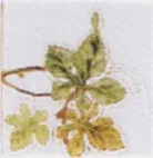 Carreau Satin décoré Chasselas droite