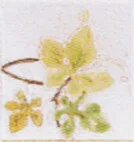 Carreau Satin décoré Muscat droite